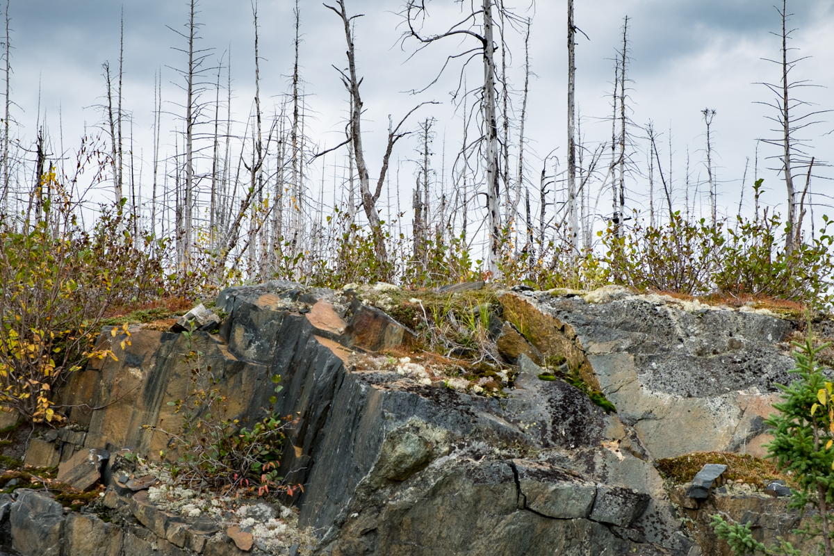 DSCF — Minganie, 2021. Baie-Johan-Beetz, 8 ans après le feu de forêt de 2013