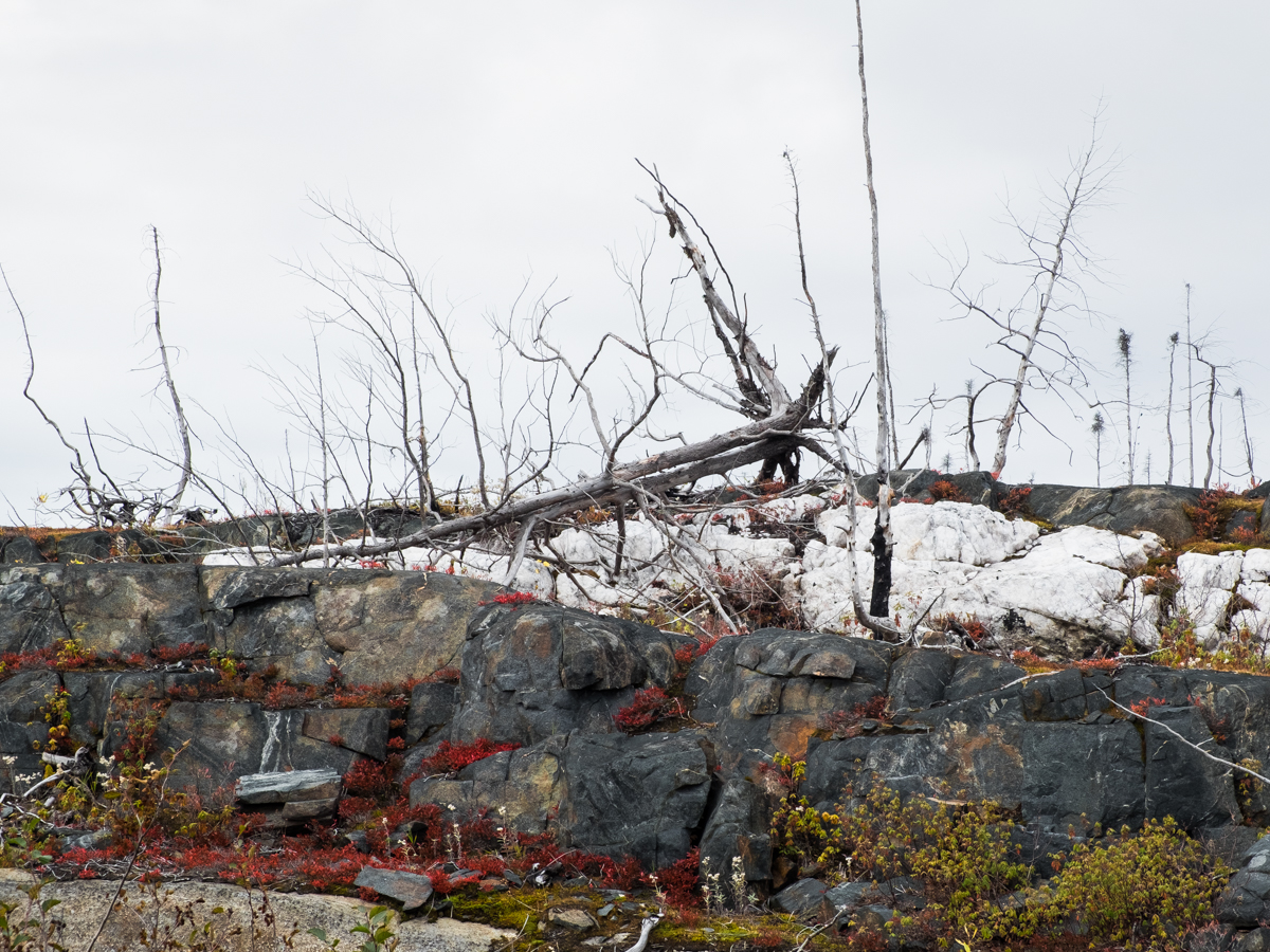 6131 — Minganie, 2021. Baie-Johan-Beetz, 8 ans après le feu de forêt de 2013