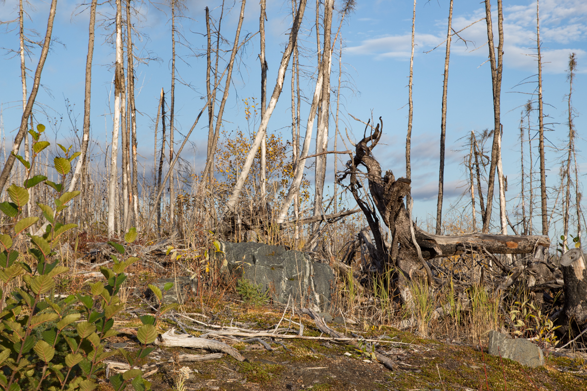 IMG_ — Minganie, 2021. Baie-Johan-Beetz, 8 ans après le feu de forêt de 2013