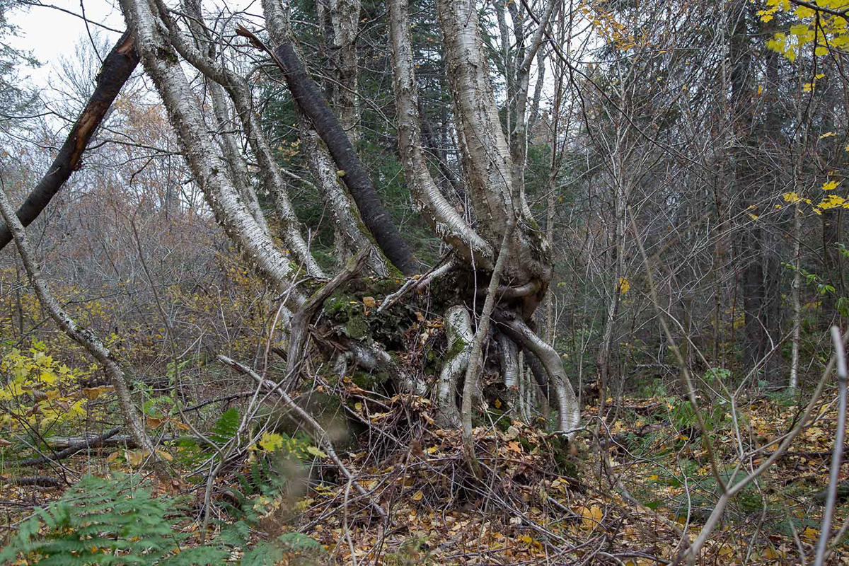 7922 — Parc national du Mont-Tremblant, 2019